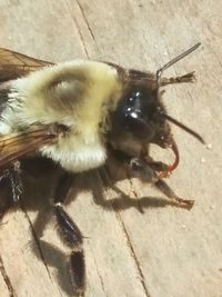 High angle view of bee