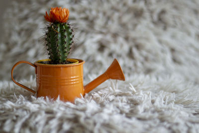 Close-up of potted plant on table