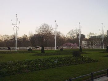 Trees on grassy field