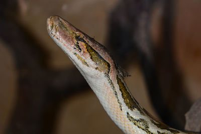 Close-up of snake