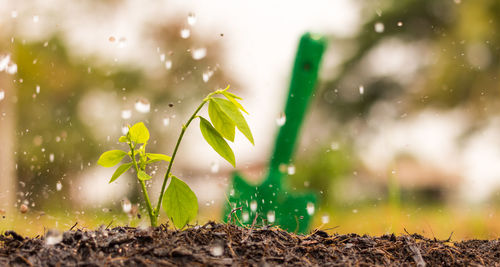 Close-up of wet plants on field