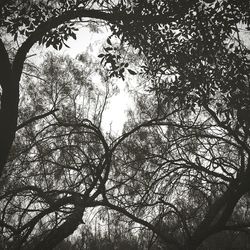 Low angle view of bare trees against sky