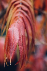 Close-up of autumnal leaves