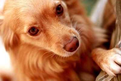 Close-up portrait of dog