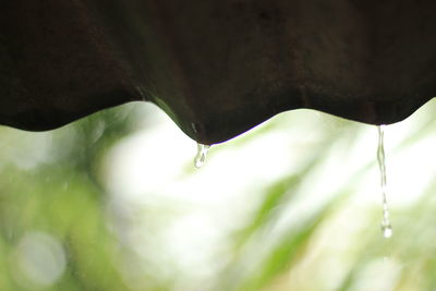 Close-up of raindrops on leaf