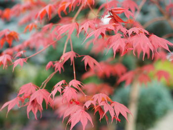 Close-up of red flowering plant