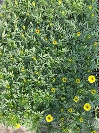 Full frame shot of flowering plants on field