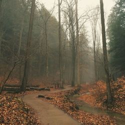 Trees in forest