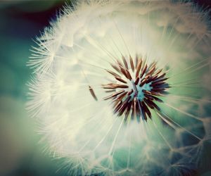 dandelion