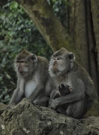 Monkey family against tree in forest