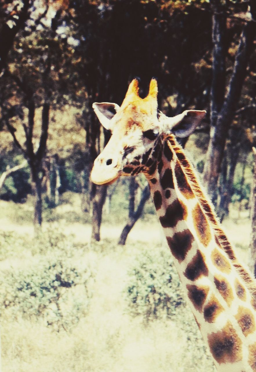 animal themes, animals in the wild, wildlife, one animal, mammal, giraffe, forest, tree, animal markings, safari animals, nature, herbivorous, animals in captivity, zoo, zoology, day, side view, standing, outdoors, focus on foreground