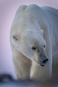 Close-up of polar bear standing looking right