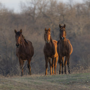 Horse standing on field