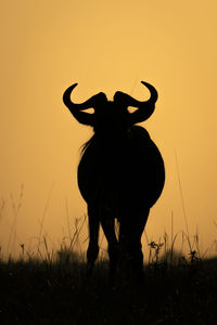 Blue wildebeest