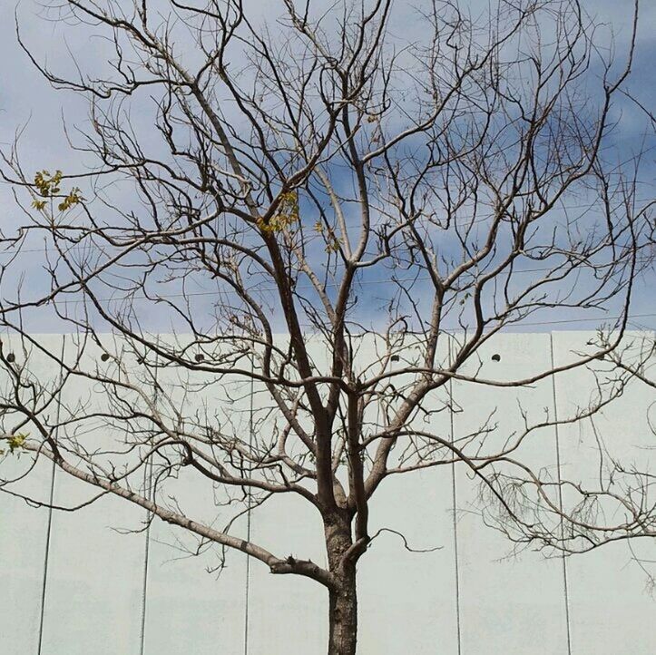 bare tree, tree, branch, low angle view, tree trunk, sky, tranquility, nature, beauty in nature, clear sky, scenics, outdoors, day, no people, tranquil scene, silhouette, growth, dead plant, blue, single tree