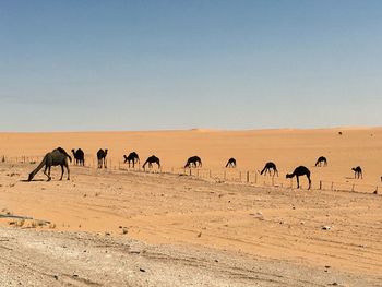 Horses standing in desert against clear sky