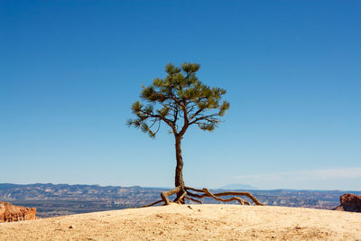 Tree on mountain against blue sky