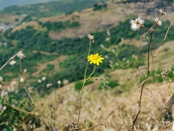 Close-up of flowering plant on field