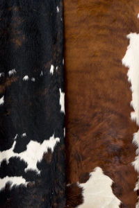 High angle view of cow