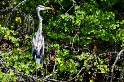 View of a bird in forest