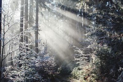 Sunlight streaming through trees in forest during winter