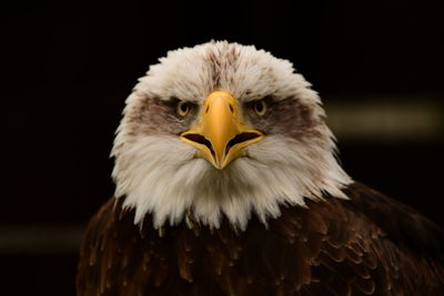 Close-up portrait of eagle against blurred background