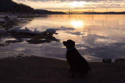 Sturdy labrador retriever in silhouette sitting on the st. lawrence river shore  during the sunrise