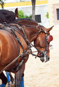 Close-up of horses