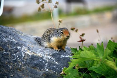 Close-up of squirrel