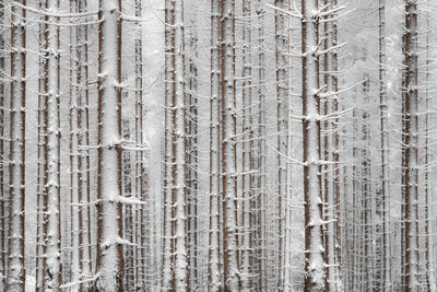 Full frame shot of tree trunk