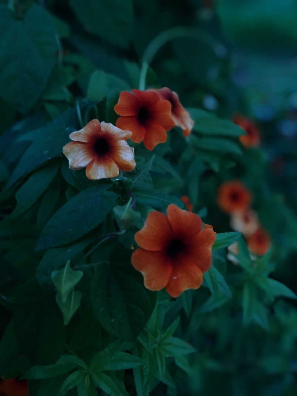 CLOSE-UP OF RED FLOWERING PLANTS