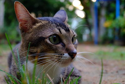 Close-up of cat looking away on field