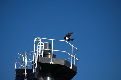 Low angle view of bird against blue sky