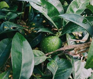 Close-up of fruits growing on plant