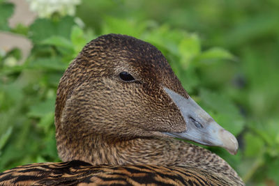 Head shot of a female eider  duck