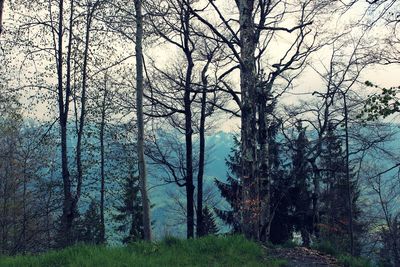 Trees in forest