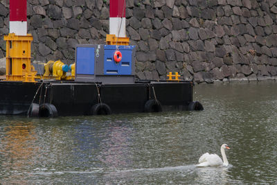 Swans swimming in lake