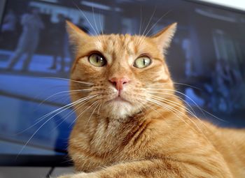 Close-up portrait of a cat