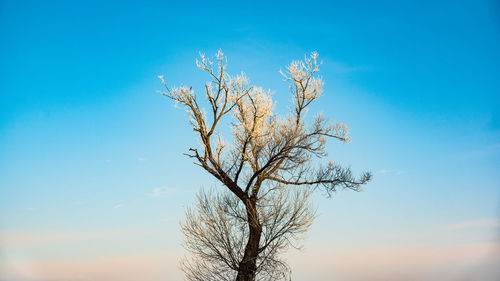 Low angle view of bare tree against sky