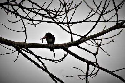 Low angle view of bird perching on branch against sky