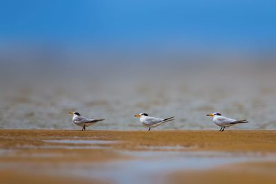 Seagulls on beach