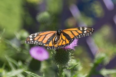 Close-up of butterfly pollinating on flower