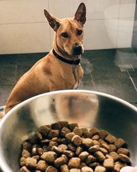 Close-up of dog at home