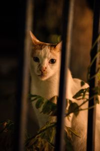 Close-up portrait of cat sitting