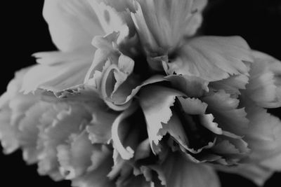 Close-up of flowers