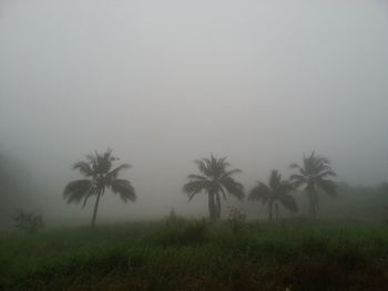 Palm trees on field against sky