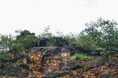 Plants growing on rocks against clear sky