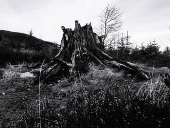 Dead tree on field against sky