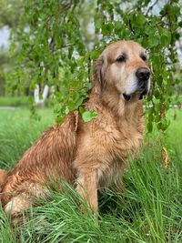 View of golden retriever on field