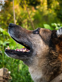 Close-up of a dog